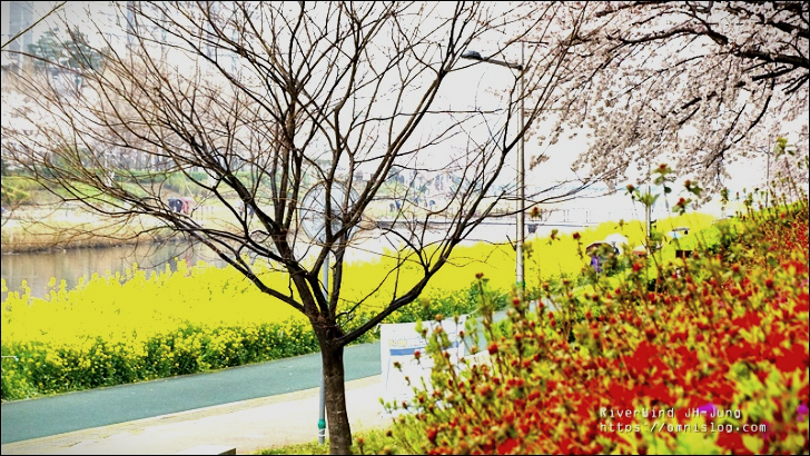온천천 봄꽃