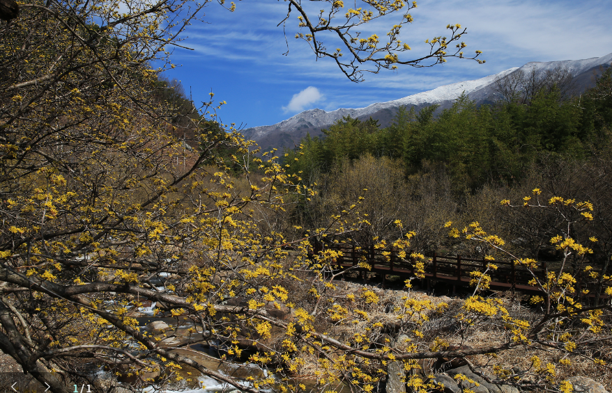 구례 산수유 개화 현항