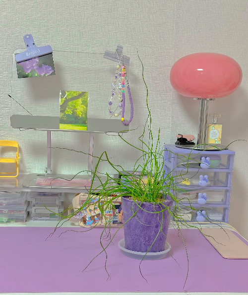 스프링 골풀 물주기