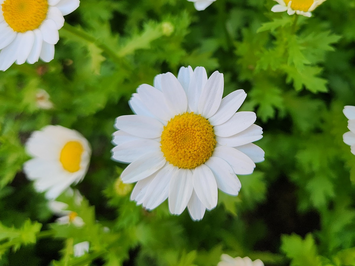 마가렛(미니마가렛)