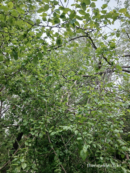 면역세포 활성에 도움이 되는 뽕잎 효능을 표현한 숲속 뽕나무 전경 이미지