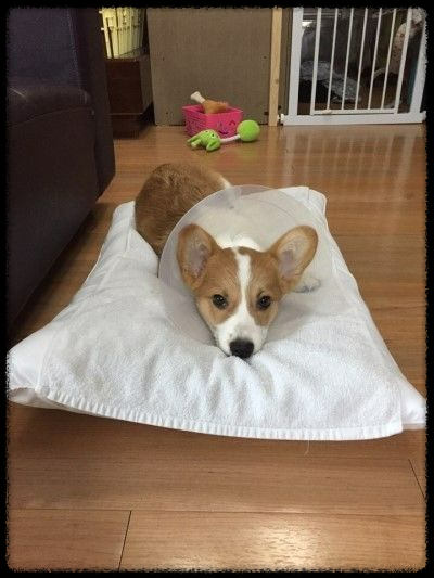 강아지 중성화수술: 시기, 준비, 주의사항