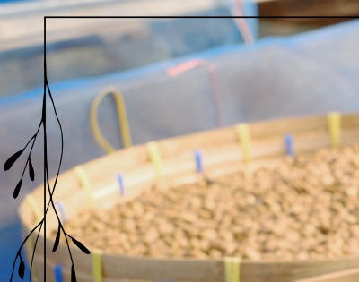 병아리콩 효능 부작용