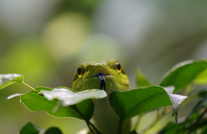 2025년 7월 뱀띠(생년별) 운세