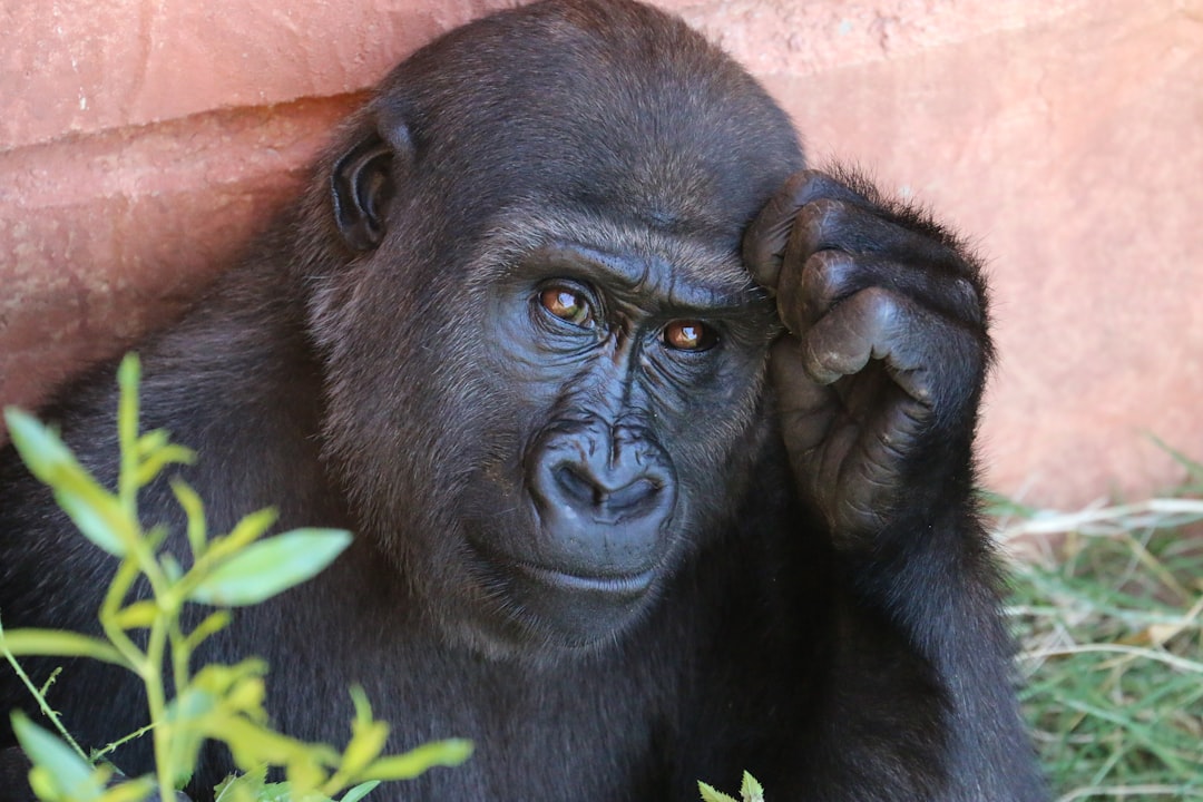 Monkey