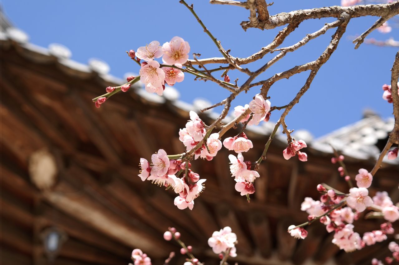 경남 양산 통도사에는 지금 &lsquo;우담바라 꽃이 피었다&rsquo;