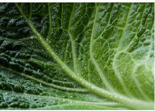 절임배추 사전예약 방법 대형마트