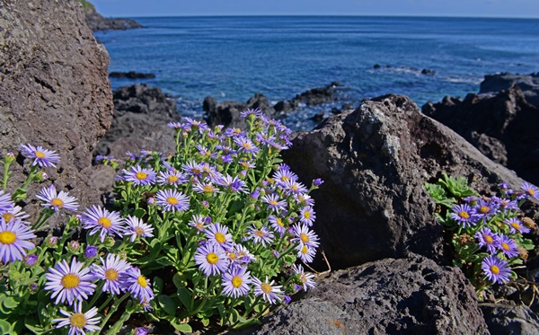 해국, 출처 : 제주 도민일보