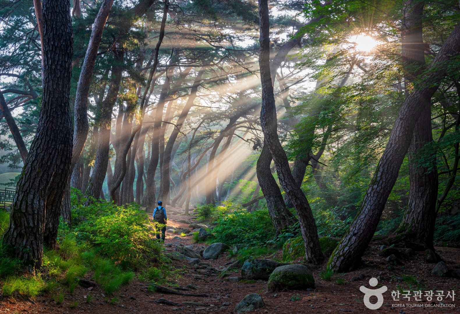 경주 삼릉숲 소나무