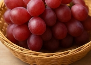 포도 종류