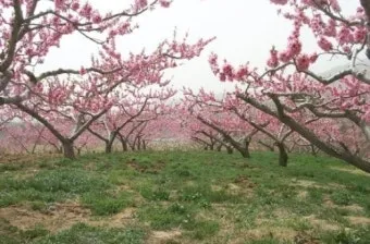 봄꽃 여행지 베스트10 벚꽃 유채 튤립 명소와 걷기 좋은 코스_13