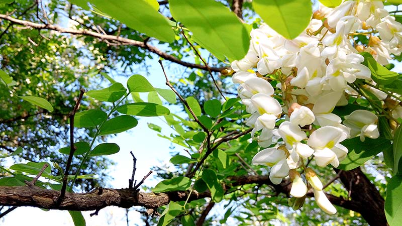 안산자락길 아까시꽃(Acacia)