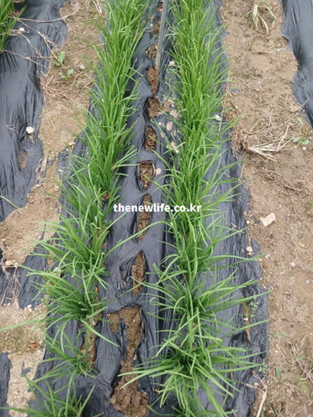 혈관 청소와 고혈압 예방에 탁월한 부추 효능을 보여주는 싱싱한 재배 현장