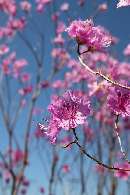 고려산 진달래 축제