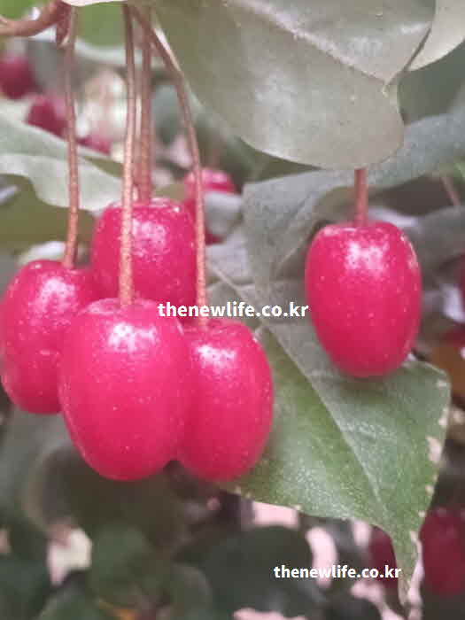 보리수 열매 효능 요리
