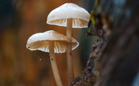 자연산 송이 버섯