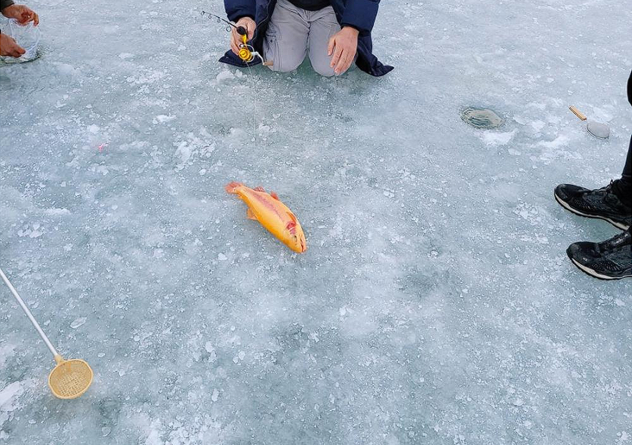 홍천강 꽁꽁축제 인삼 송어낚시 체험