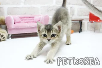 아비니시안 고양이 유전병_11