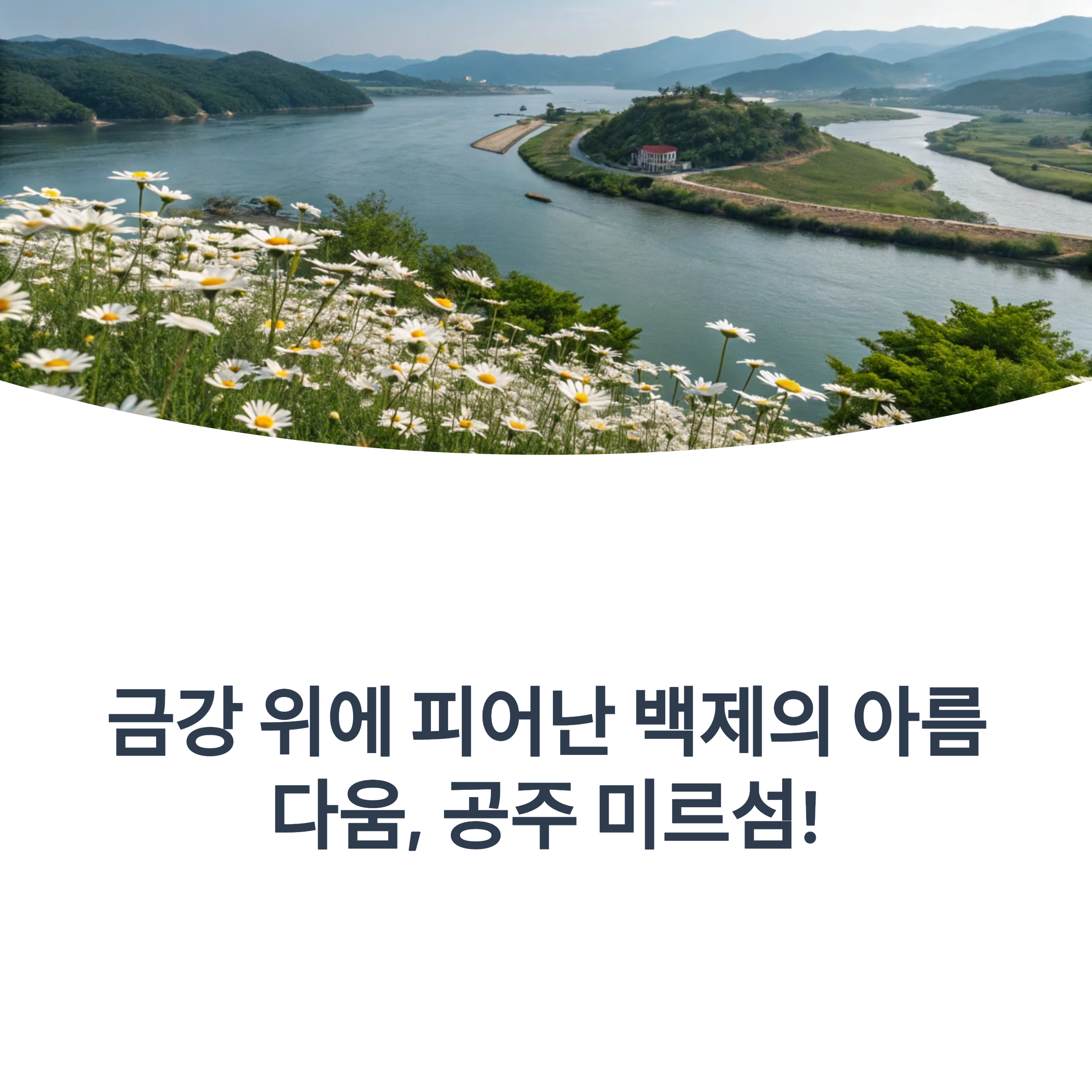 공주 미르섬 코끼리마늘꽃과 샤스타데이지 만나기