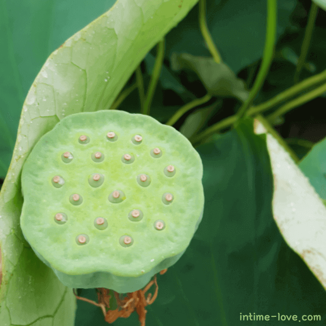 가을 보약 위 건강에 좋은 연근