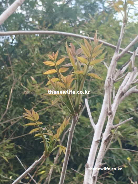 가죽나물 효능 영양성분 휘발성 유황 화합물