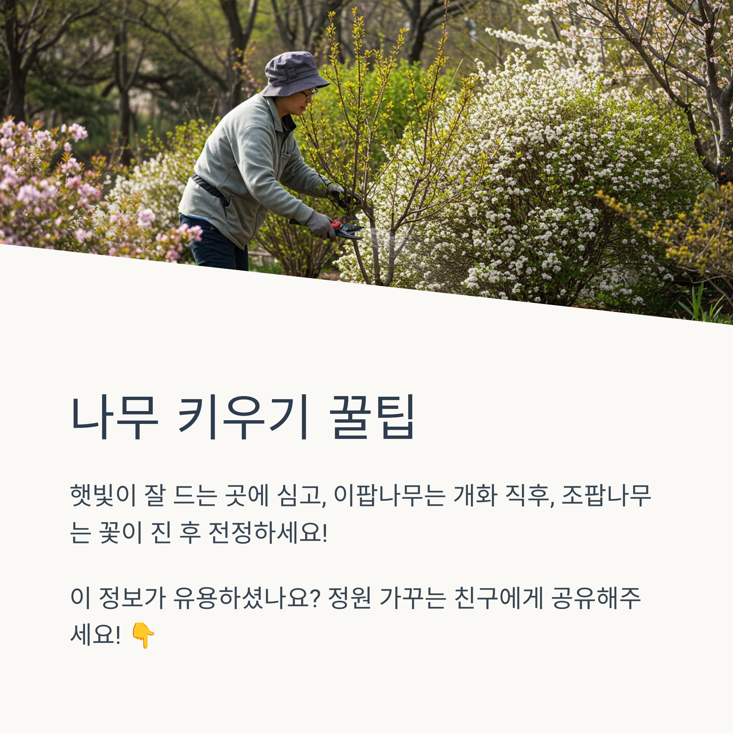 이팝나무와 조팝나무의 꽃이 왜 이렇게 비슷해 보일까요?