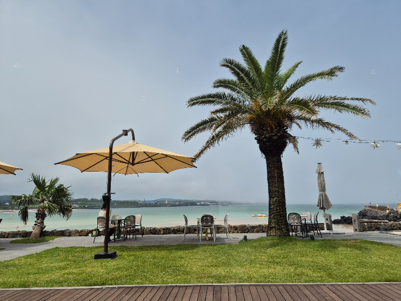 제주 표선하다 카페 외관 야자수 바다뷰