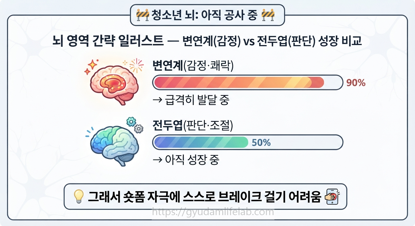 청소년 뇌 발달 변연계 전두엽 비교 인포그래픽