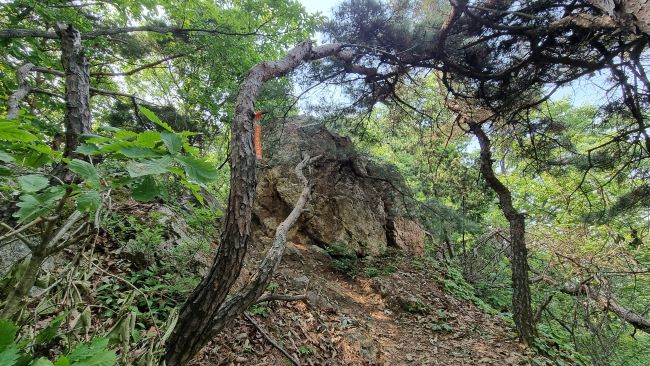 칼바위 바위 앞 소나무 가지에 매어놓은 오렌지 색 리본