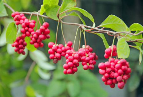 오미자 효능, 부작용, 수확시기 총정리 (2024ver)