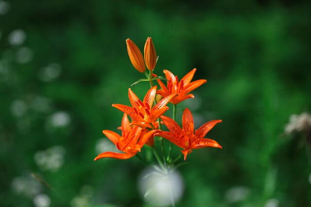 하늘말나리 꽃 사진