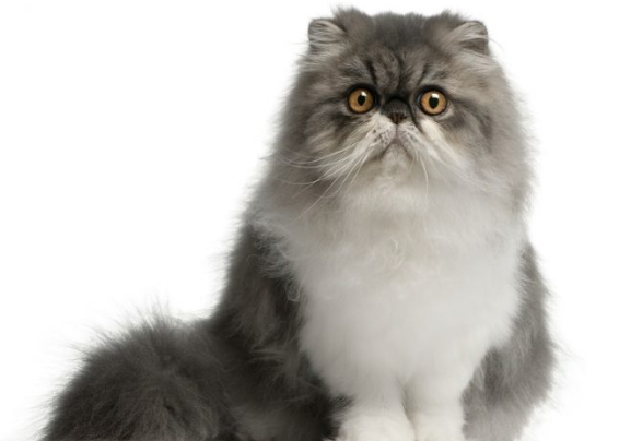 귀여운 페르시아 고양이 사진