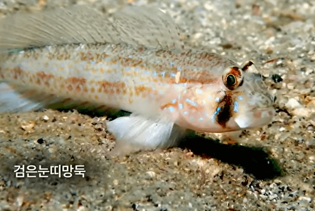 해수온 상승으로 발견된 검은눈띠망둑