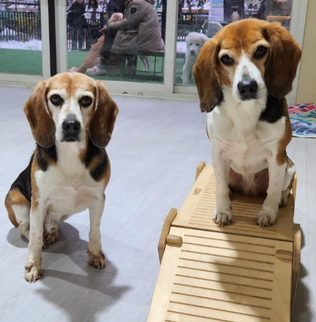 이태곤 프로필 드라마 예능 반려견 사업 결혼