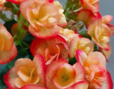 겨울 꽃 베고니아