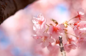 경주 보문단지 벚꽃 실시간 CCTV 확인 사이트