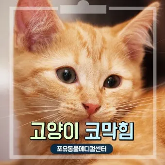 고양이 갑상선 기능 항진증 원인 증상 수치 관리법 총정리 정리자료_14