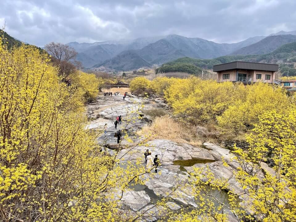 2023 구례 산수유축제