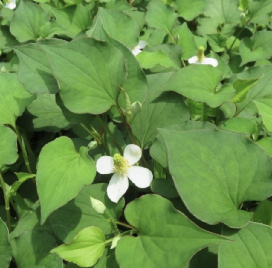 어성초액을 활용한 피부 관리 방법