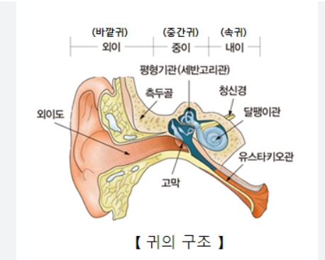 귀의 구조