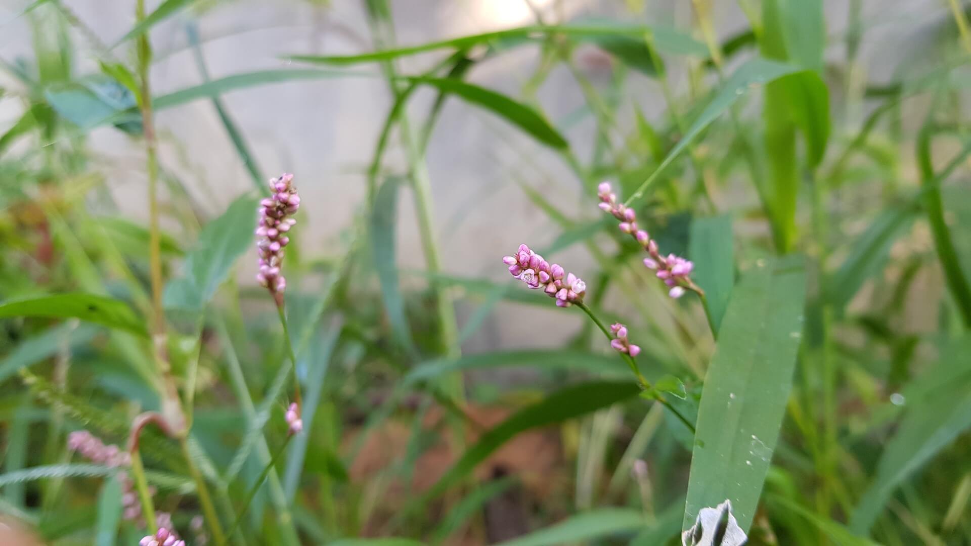 여뀌 사진