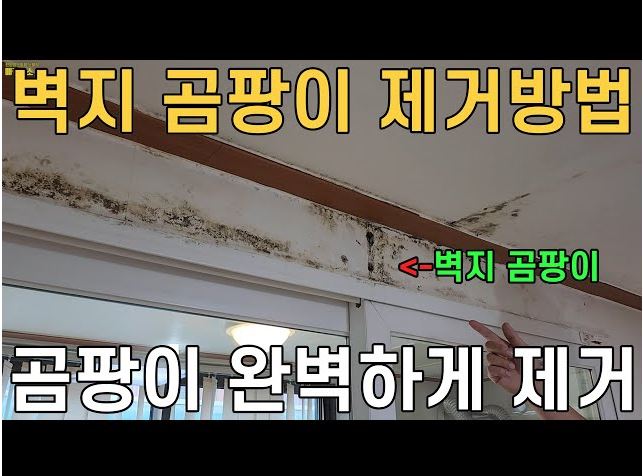 곰팡이 제거 방법