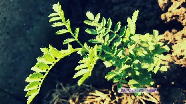 병아리콩 재배 따뜻한 흙 파종 관리 물 절약_5