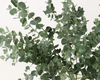 유칼립투스 Eucalyptus
