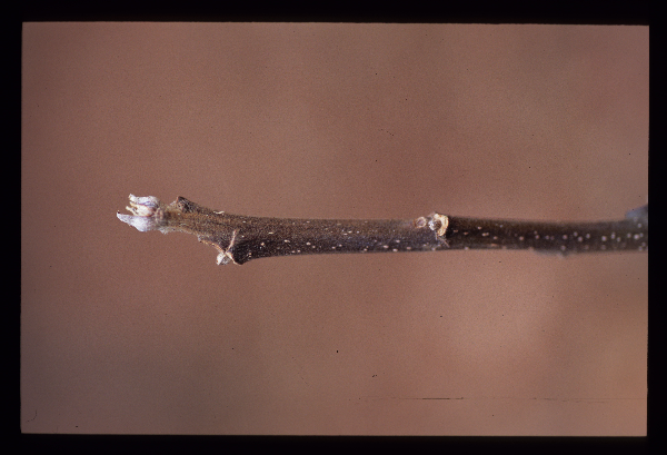 헛개나무 겨울눈
