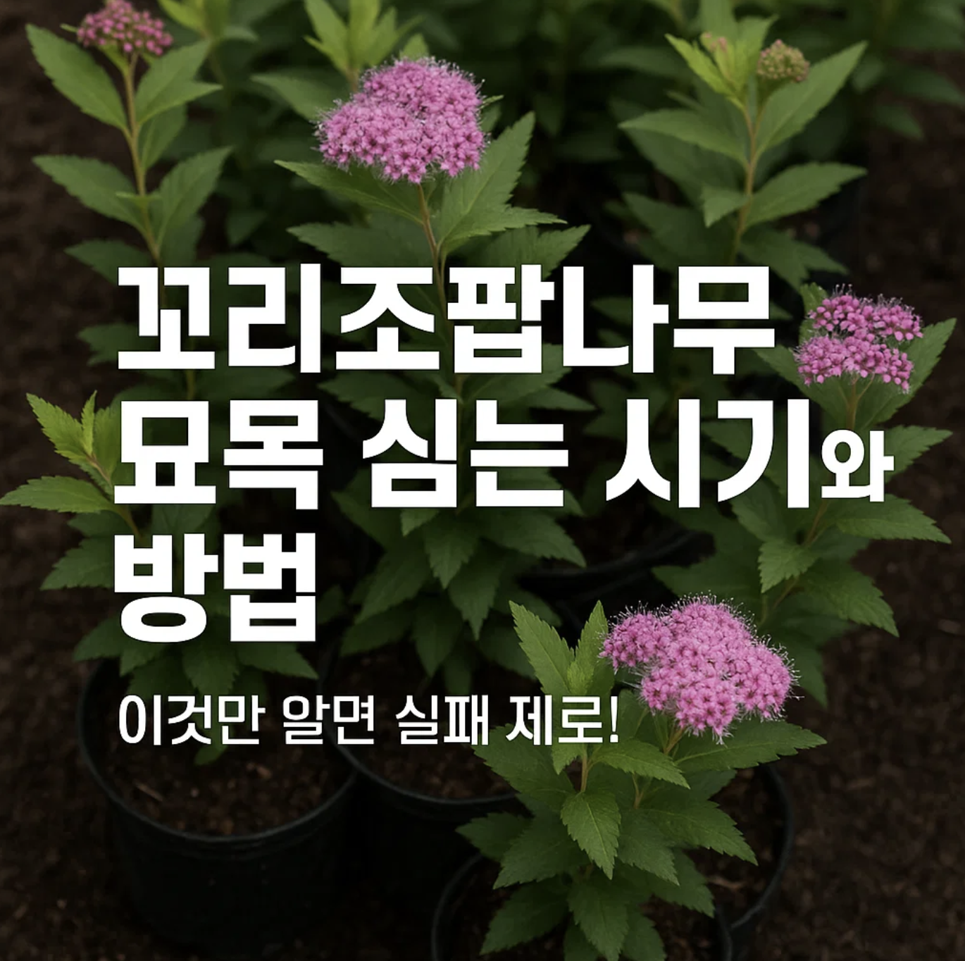 꼬리조팝나무 묘목 심는 시기와 방법, 이것만 알면 실패 제로!