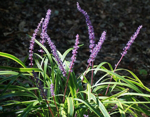 맥문동 효능 부작용