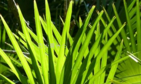 옥타코사놀 음식