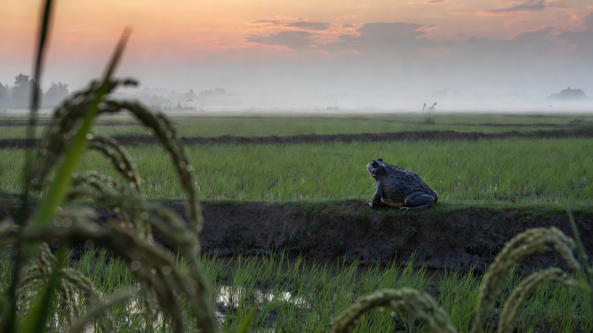 친환경 논 생태계의 파수꾼 역할을 하는 성체 두꺼비
