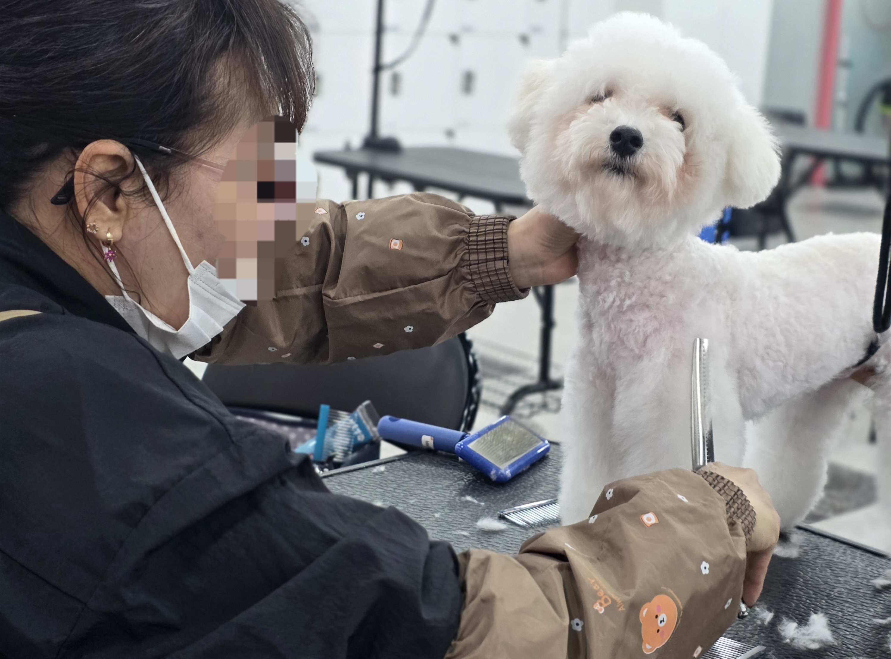 부산강아지미용학원